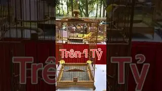 Tr&ecirc;n 1 Tỷ 1 ch&uacute; chim nhỏ như ng&oacute;n tay. Chim h&uacute;t mật 5 m&agrave;u đột biến #chimhutmat5maucon