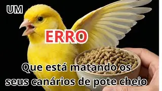 😱 UM ERRO QUE ESTA MATANDO SEUS CANÁRIOS COM O POTE CHEIO 😢