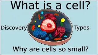 What is a cell? Cell discovery and theory