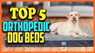 Top 5 Best Orthopedic Dog Beds Reviews 2025