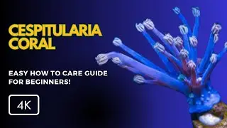 Tudo sobre o Coral Cespitularia (Cespitularia spp.): Cuidados, Alimenta&ccedil;&atilde;o e Par&acirc;metros