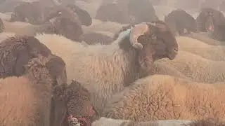 هذه هي النوادر والحروك في الجزيرة السورية في الرقة تبارك الرحمن ماشاءالله لاحول ولاقوة الا بالله
