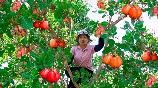 Harvesting Cashew Orchard and Red Gac to the Market to Sell! Lucia's daily life