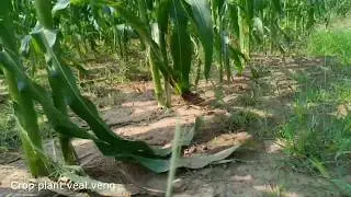 Crop Plant veal veng puor sat in cambodia ,How to Plant a Fall Garden & What is Good to Plant