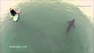 VIDEO: Get a glimpse of the great white shark spotted in #ManhattanBeach Monday
