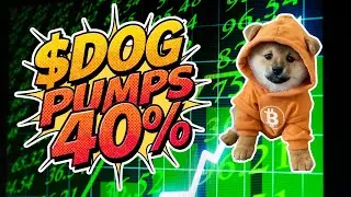 Акции $DOG выросли на 40% &mdash; это ли тот самый &laquo;взлет&raquo; биткоина в сторону &laquo;собачьего&raquo; скачка?