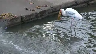 新加坡野生动物_彩鹳 _  Rare Sighting of a Painted Stork at Ulu Pandan/Clementi _ 01mar2024 Singapore 7.07pm