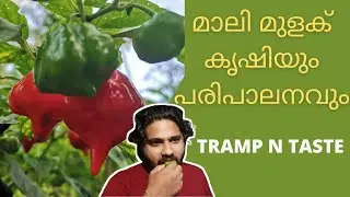 മാലി മുളക് ഇടുക്കിയിൽ ഉണ്ടാകുമോ????? Mali Chilly farm in idukki 🌶️🌶️