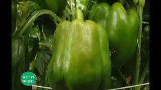 Борьба с вредителями и болезнями стручкового перца | Полное руководство, часть 1 |