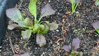 RED MUSTARD GREENS - First Harvest of the Season! 🌱👩🏾&zwj;🌾🥬