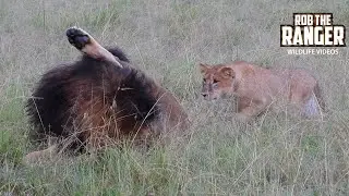 Downpour Drama: LIONS Get Soaked in Heavy Rain | Lalashe Mara Ripoi Safari