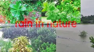 Rain In Nature||Rainy Season//Random Raju