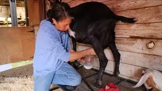 ✨Chores to Dairy Goats//Zone 9// Farm Vlog🐐