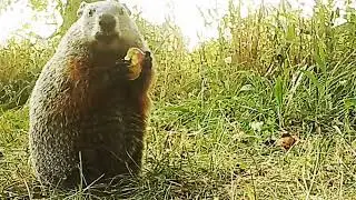Groundhog hogs August apples...large, cute rodent eats and gallops away with apples