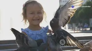 The Incredible Journey of  Pigeon  #PigeonJourney #BirdMigration #Wildlife #FlightAdventure