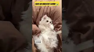 Meowing Kitties 😻😻😻#tiktok #cute #animalsoftiktok #sweetkittens
