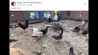 Goldy's Farm Animal Rescue. (FB by ET) Hens & Roosters