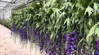 Behind the scenes Steef MEEWISSE Flowers