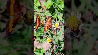 Tropical butterflies Playa del Carmen Mexico Caribbean insect life #nature #explore #wild #beautiful