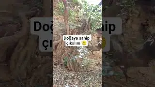 #doğa #ormanyangınları #muğla #doğaseverler #sarsala #&ouml;demiş #yangın #doğamızıkoruyslım