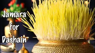 Jamara/ How to grow Jamara (Barley)/ जमरा उमार्ने सजिलो  तरिका