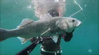 GROS BARS CHASSE SOUS MARINE SAISON 2021