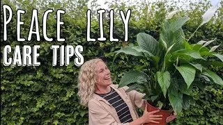 Before You Buy a Peace Lily, WATCH THIS!