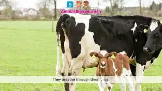 Wonder Environmental Studies &mdash; Class 4 &mdash; Animal Reproduction | Doublew Education