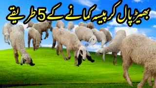 5 ways to make money raising sheep's #fakhredehat