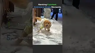 Ranking Funniest Animals In Snow Moments