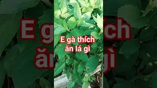 H&aacute;i rau bầu đất g&agrave; trắng ăn