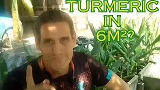 How I Grow Turmeric in Just 6m&sup2; Small Space Farming Works!