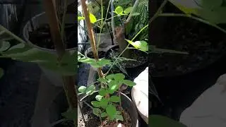 Clitoria in the making #clitoriaternatea #telang #plants #flowers #gardening