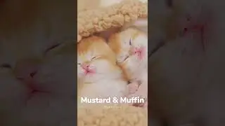❤️Kitten Twins Dreaming Together- #funny #cute #kitten #luckypaws