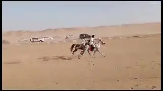 سباق الخيول محافظة شبوه