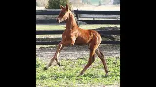 2020 Hotline x Royal Dance x Lord Sinclair Colt - Excellent Quality Dressage Prospect