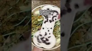 Homemade dog food