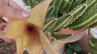 Stapelia, flores en forma de estrella de mar. liclonny