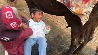 Cow Mik
