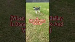When My Husky Is Done He Says NO And Walks Away!) #no #done #huskywayorthehighway #enoughalready