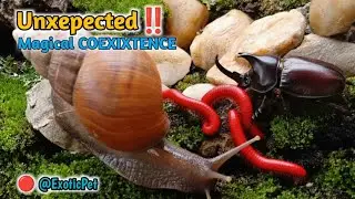 Rare Wildlife Encounter : Millipede, Snail & Rhinoceros Beetle Meetup Caught on Camera #Educational