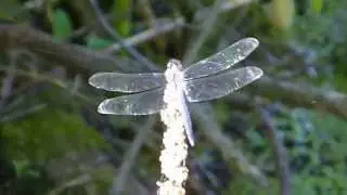 EXPLORINGtheLATERAL || Dragon's Fly ep03