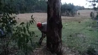 Derrubada de Eucalipto utilizando cunhas!