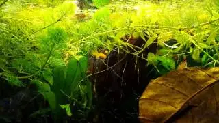 Walstad with f.gardneri-golden killis, 3 months