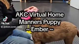 AKC Virtual Home Manners Puppy Submission - Ember (12 wks old)