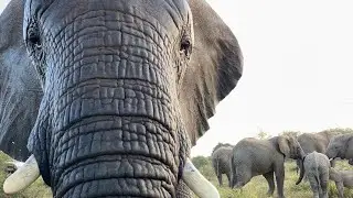Curious, Playful Allomother, Klaserie Shows Her Love For Baby Elephant, Khanyisa