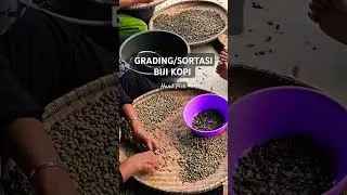 Grading Biji Kopi #handpicked #sortir #coffee #robusta #short #womenempowerment #greenbean