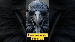 А вы знали, что вороны... 