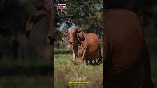 Beautiful Gir Cow