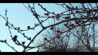 ARRI ALEXA Colors with Sony ZV-E10 + FE 50mm 1.8
